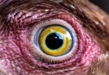 La vista delle galline: occhi eccezionali per una visione a 4 colori e a 300° | Tuttosullegalline.it