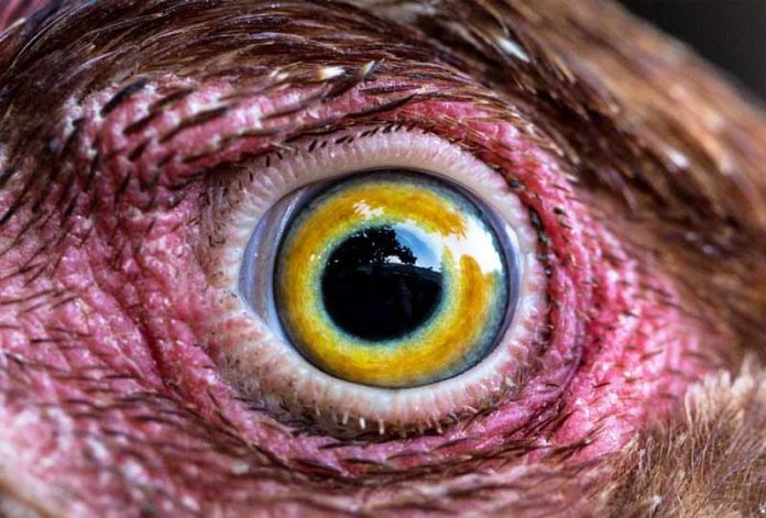 La vista delle galline: occhi eccezionali per una visione a 4 colori e a 300° | Tuttosullegalline.it