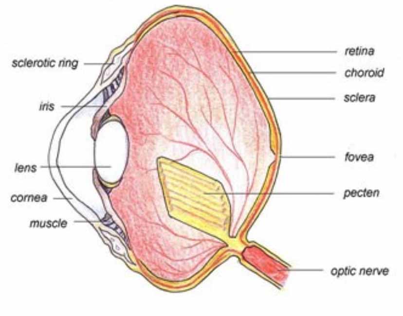 Struttura dell'occhio delle galline