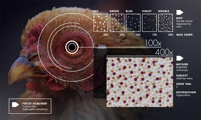 Cristallo e liquido nella retina delle galline