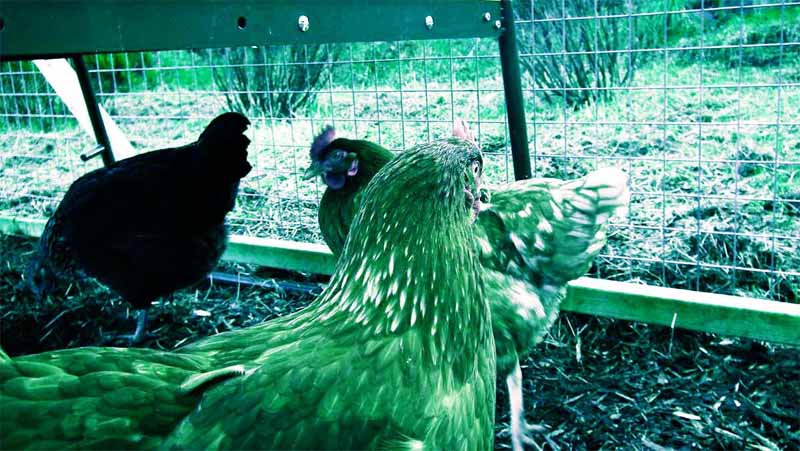 Un pollaio così come potrebbe risultare visibile dalla vista di una gallina