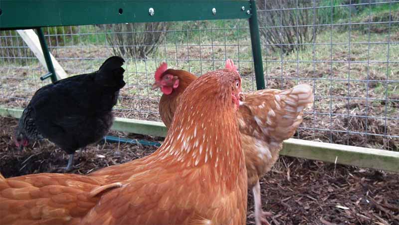 Un pollaio visto con gli occhi di un umano