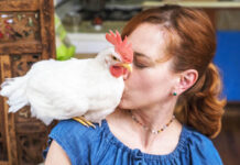 Camille e il gallo Bree, una storia d’amore a NYC | Tuttosullegalline.it