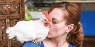 Camille e il gallo Bree, una storia d’amore a NYC | Tuttosullegalline.it