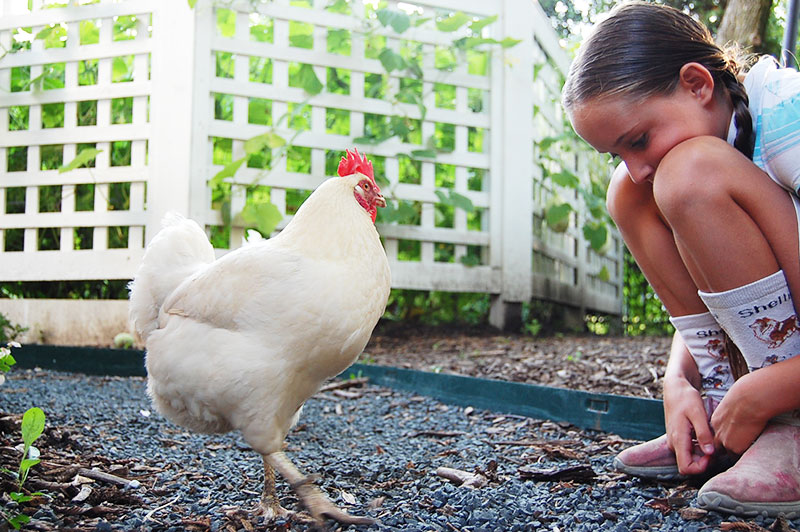 Bambina con gallina