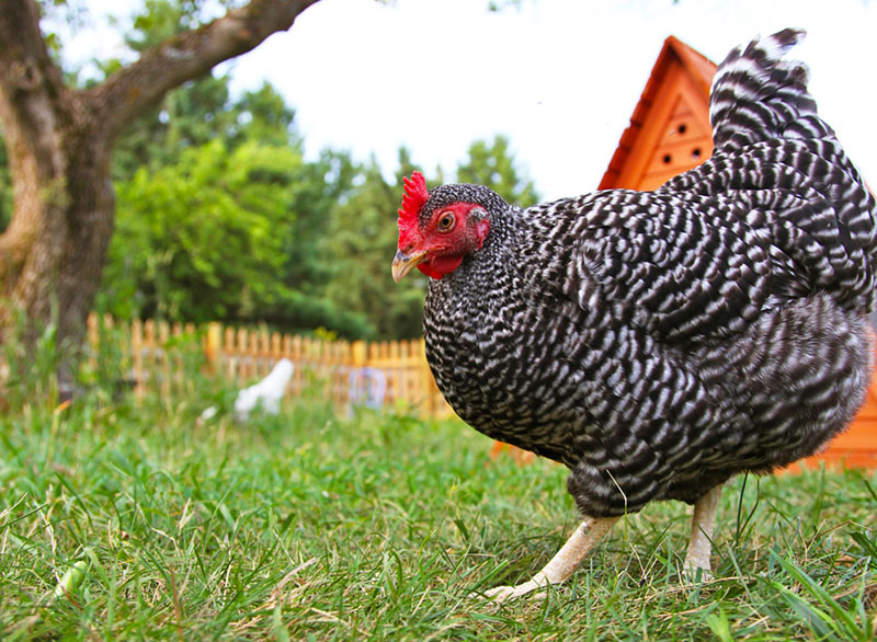 Gallina razzola nel pascolo