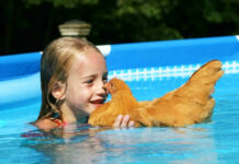 Video divertenti di galline che fanno il bagno e nuotano | Tuttosullegalline.it
