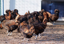 Come valutare galline di razza durante l’acquisto