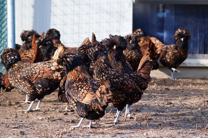 Come valutare galline di razza durante l’acquisto