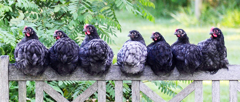 Galline in giardino appollaiate in fila su staccionata