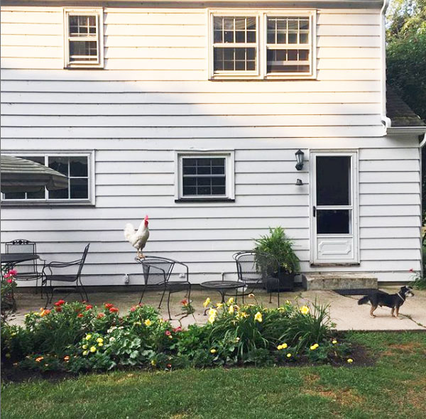 gallo Bree nel giardino di casa con il cane
