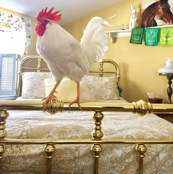 gallo Bree in camera da letto