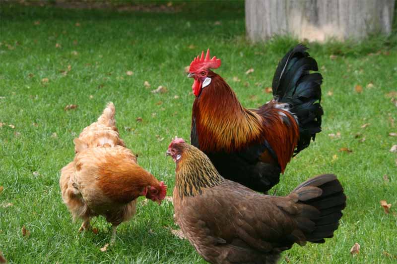 L'alimentazione di galli e galline ovaiole nel pollaio