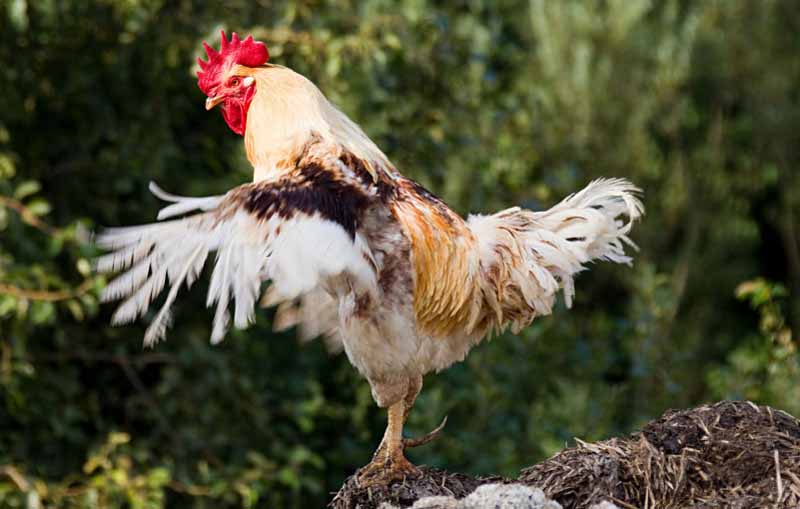 Il compito del gallo: proteggere le galline e assicurare una progenie