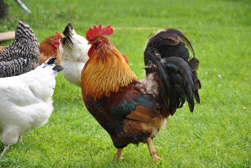 Il gallo e il suo ruolo di re del pollaio