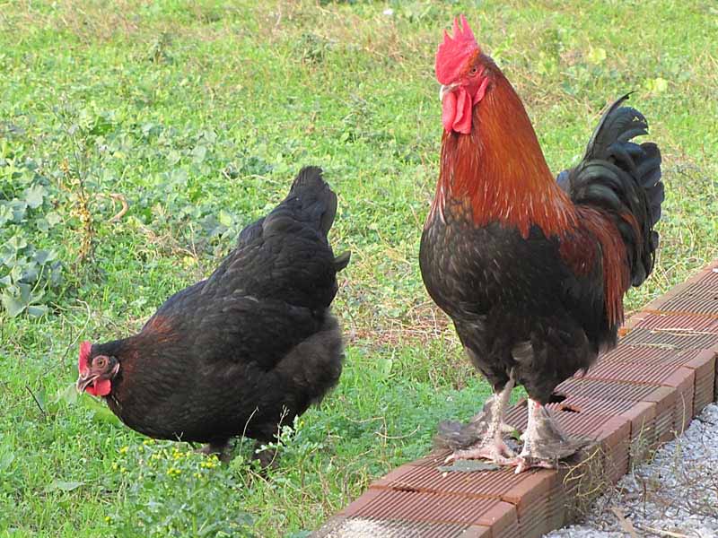 Dimorfismo sessuale del piumaggio di gallo e gallina di razza Marans nera
