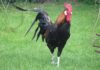 Gallo: caratteristiche dell'animale, comportamento e aggressività | Tuttosullegalline.it