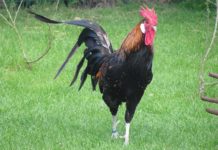 Gallo: caratteristiche dell'animale, comportamento e aggressività | Tuttosullegalline.it