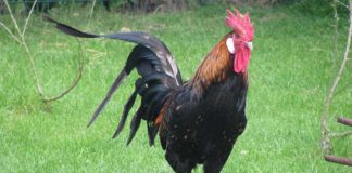 Gallo: caratteristiche dell'animale, comportamento e aggressività | Tuttosullegalline.it