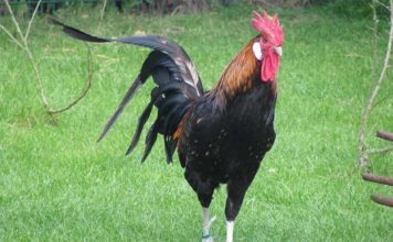 Gallo: caratteristiche dell'animale, comportamento e aggressività | Tuttosullegalline.it