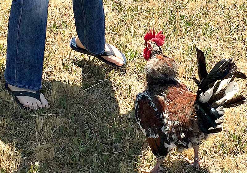 La postura di sfida del gallo (le piume del collo rigonfie, le punte delle ali rivolte verso il basso, la coda alzata, le zampe aperte e pronte)