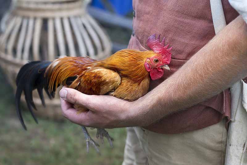 Gallo e allevatore