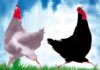 “La favola delle due galline” di Beppe Fenoglio (illustrata da Alessandro Sanna) La favola delle due galline di Beppe Fenoglio (illustrata da Alessandro Sanna) | Tuttosullegalline.it