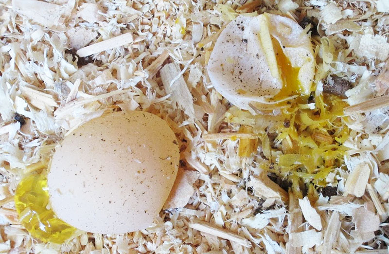 Uova guscio molle rotte nel nido