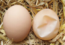 Uova con guscio molle, sottile o assente? Ecco perché succede e come risolvere | Tuttosullegalline.it