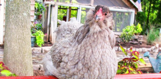 Lo Zen e l’arte di allevare galline | Tuttosullegalline.it