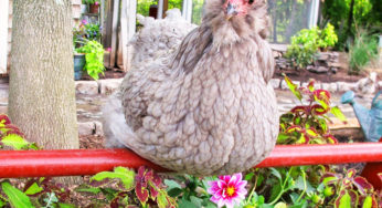 Lo Zen e l’arte di allevare galline
