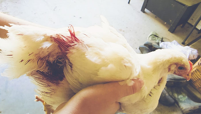 Gallina attaccata e beccata vicino alla cloaca a causa di pica e cannibalismo