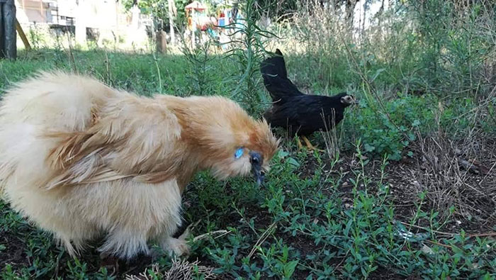 Charlie e Guenda che razzolano in qualche parco di Roma