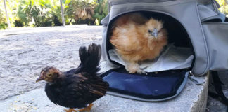 Follow The Hen: due galline “da seguire” nel centro di Roma | Tuttosullegalline.it