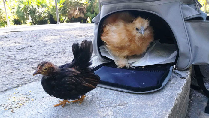 Follow The Hen: due galline “da seguire” nel centro di Roma | Tuttosullegalline.it