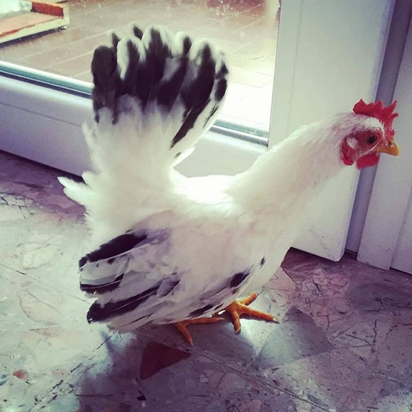 Gallo Rocco