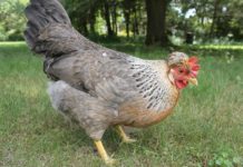 Legbar Crema, gallina ovaiola vivace che depone uova azzurre | Tuttosullegalline.it