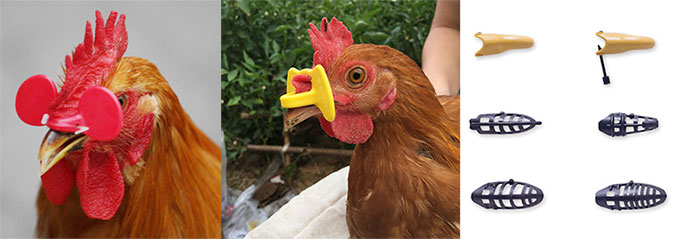 Occhiali e copribecco anti-pica e cannibalismo per galline