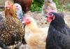 7 repellenti naturali per tenere lontane le galline senza recinzioni 7 repellenti naturali per tenere lontane le galline senza recinzioni | Tuttosullegalline.it