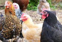 7 repellenti naturali per tenere lontane le galline senza recinzioni | Tuttosullegalline.it