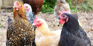 7 repellenti naturali per tenere lontane le galline senza recinzioni | Tuttosullegalline.it