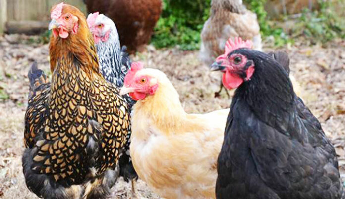 7 repellenti naturali per tenere lontane le galline senza recinzioni | Tuttosullegalline.it