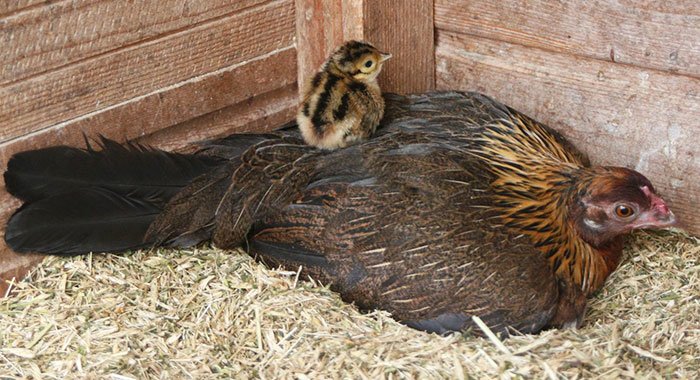 Chioccia di gallina Giavanese