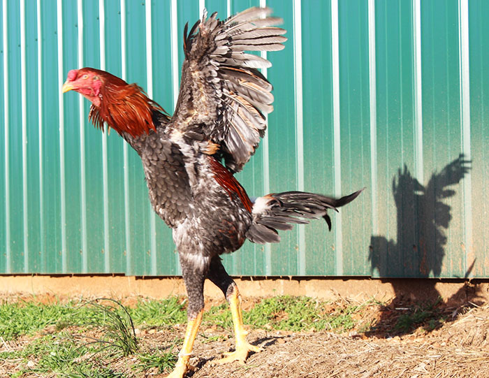 Combattente Malese, razza di gallina ornamentale