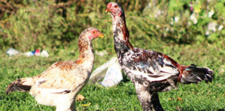 Combattente Malese razza di gallina ornamentale | Tuttosullegalline.it