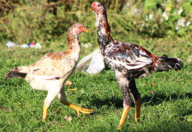 Combattente Malese razza di gallina ornamentale | Tuttosullegalline.it