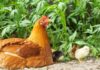 Gallina: caratteristiche dell'animale e differenza tra pollo e gallo | Tuttosullegalline.it