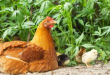 Gallina: caratteristiche dell'animale e differenza tra pollo e gallo | Tuttosullegalline.it