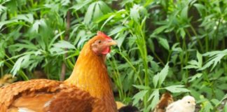 Gallina: caratteristiche dell'animale e differenza tra pollo e gallo | Tuttosullegalline.it