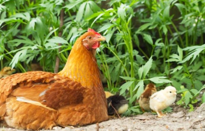 Gallina: caratteristiche dell'animale e differenza tra pollo e gallo | Tuttosullegalline.it